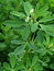 Trigonella foenum-graecum, Bockshornklee, F�rbepflanze, F�rberpflanze, Pflanzenfarben,  f�rben, Klostergarten Seligenstadt